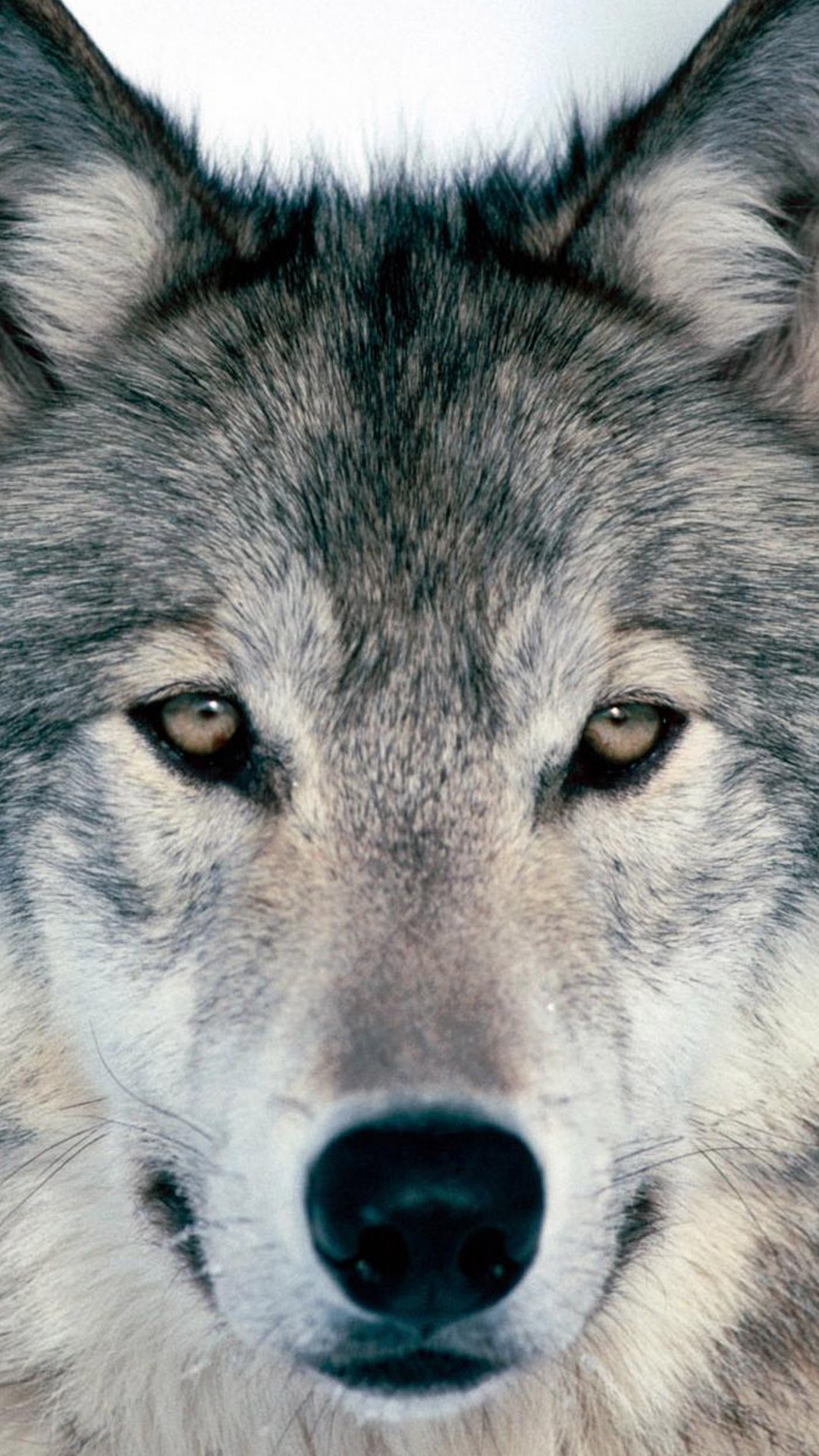 Detail Wolf Wallpaper Android Nomer 25