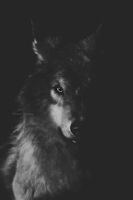 Detail Wolf Wallpaper Android Nomer 31