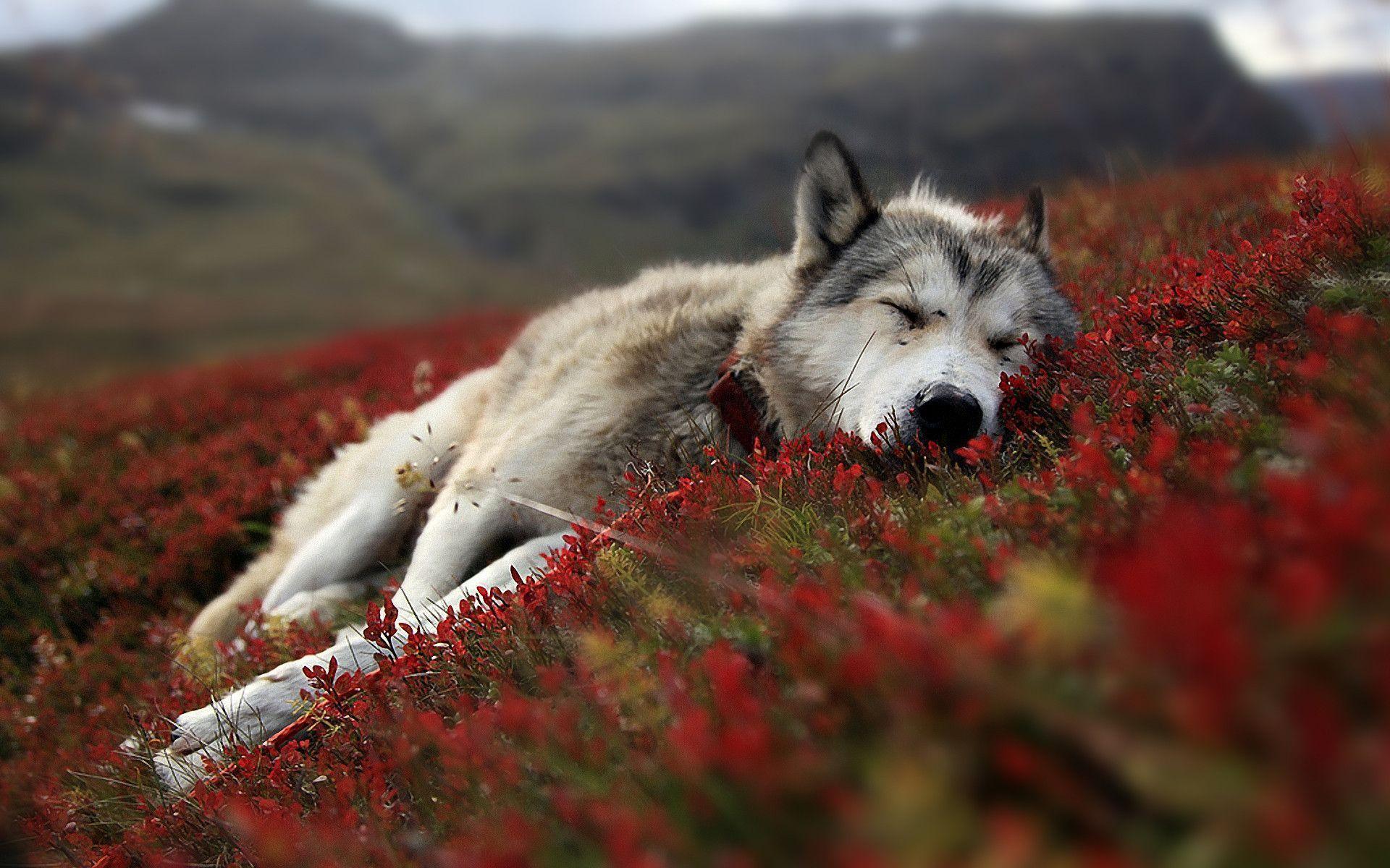Detail Wolf Wallpaper Android Nomer 38