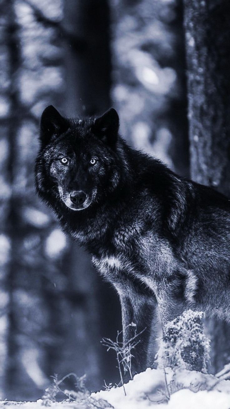 Detail Wolf Wallpaper Android Nomer 44