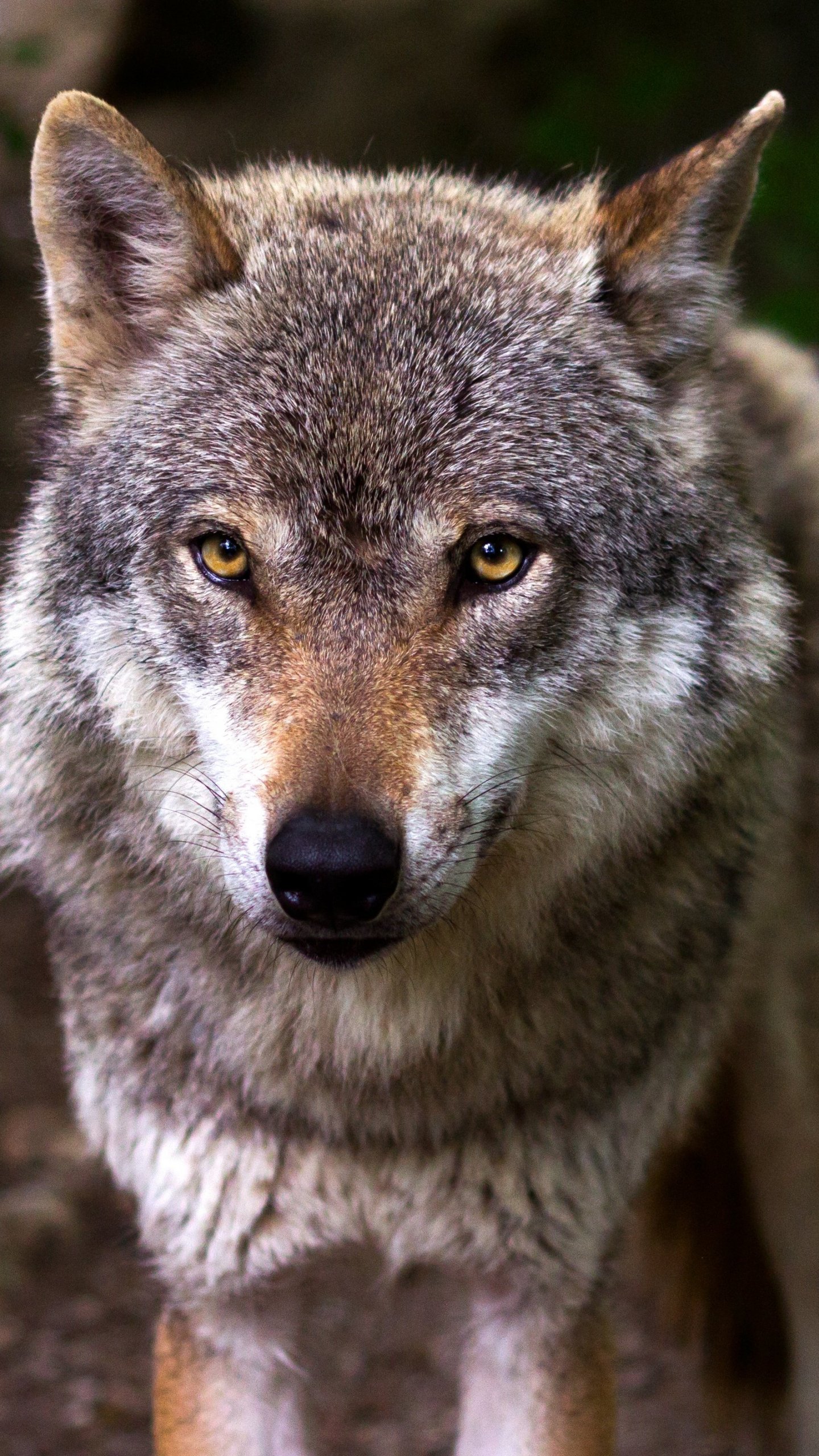 Detail Wolf Wallpaper Android Nomer 46