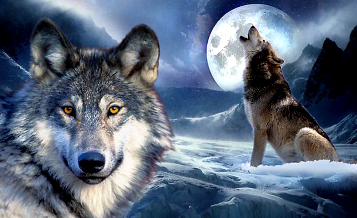 Detail Wolf Wallpaper Android Nomer 50