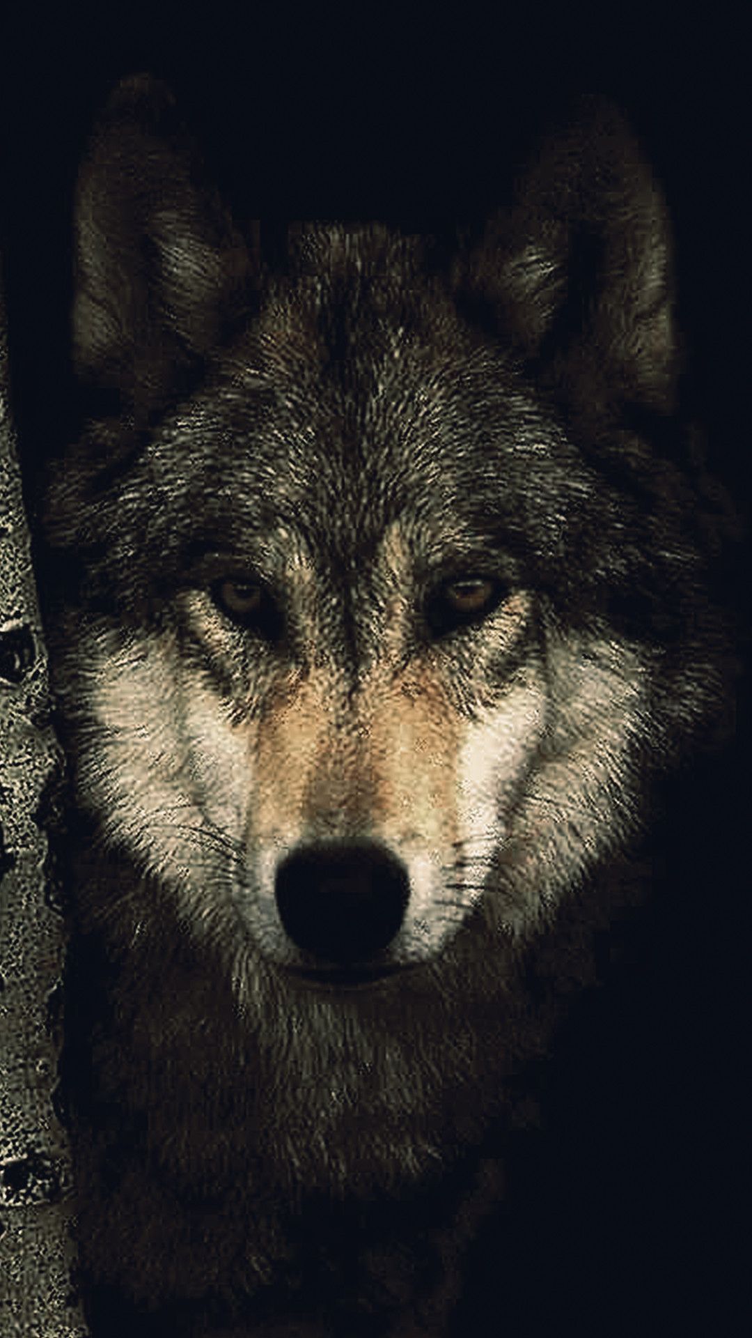 Detail Wolf Wallpaper Android Nomer 51