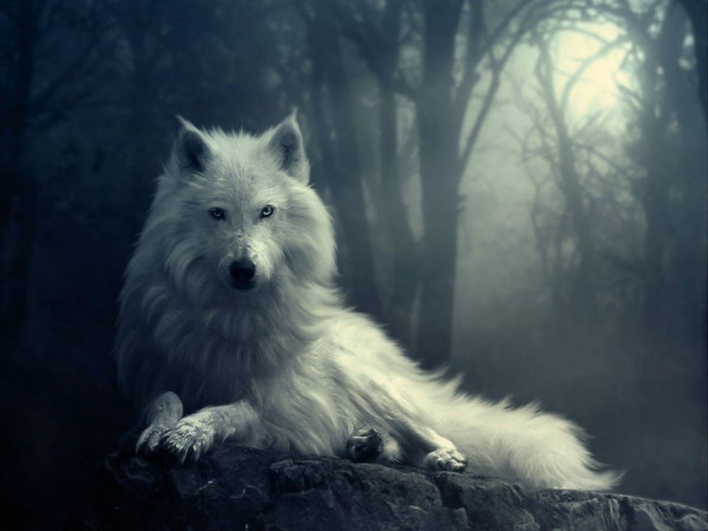 Detail Wolf Wallpaper Hd Nomer 15