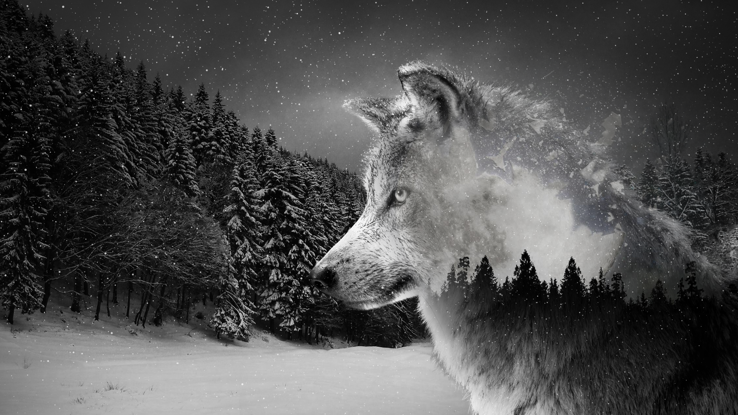 Detail Wolf Wallpaper Hd Nomer 23