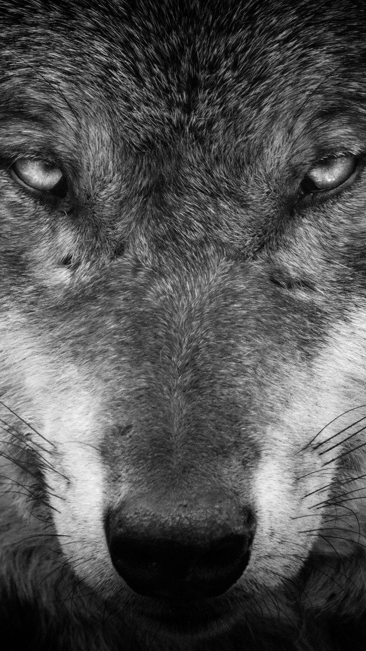 Detail Wolf Wallpaper Hd Nomer 40