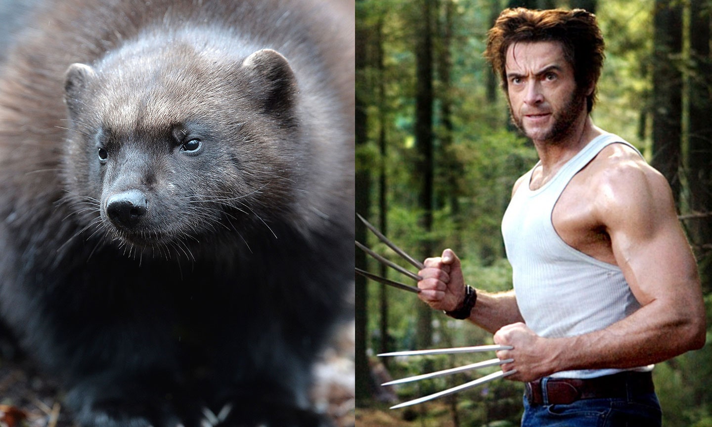 Detail Wolverine Pic Nomer 16