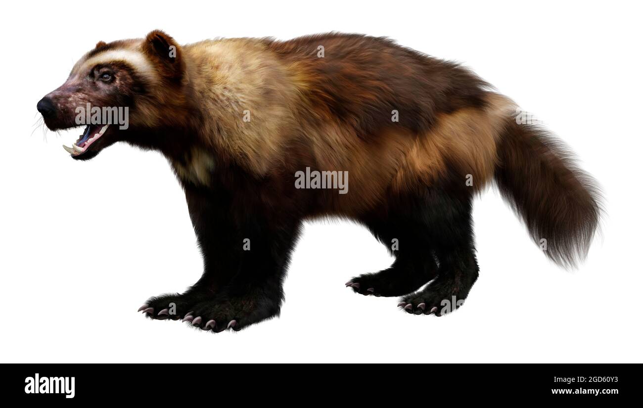 Detail Wolverine Render Nomer 23