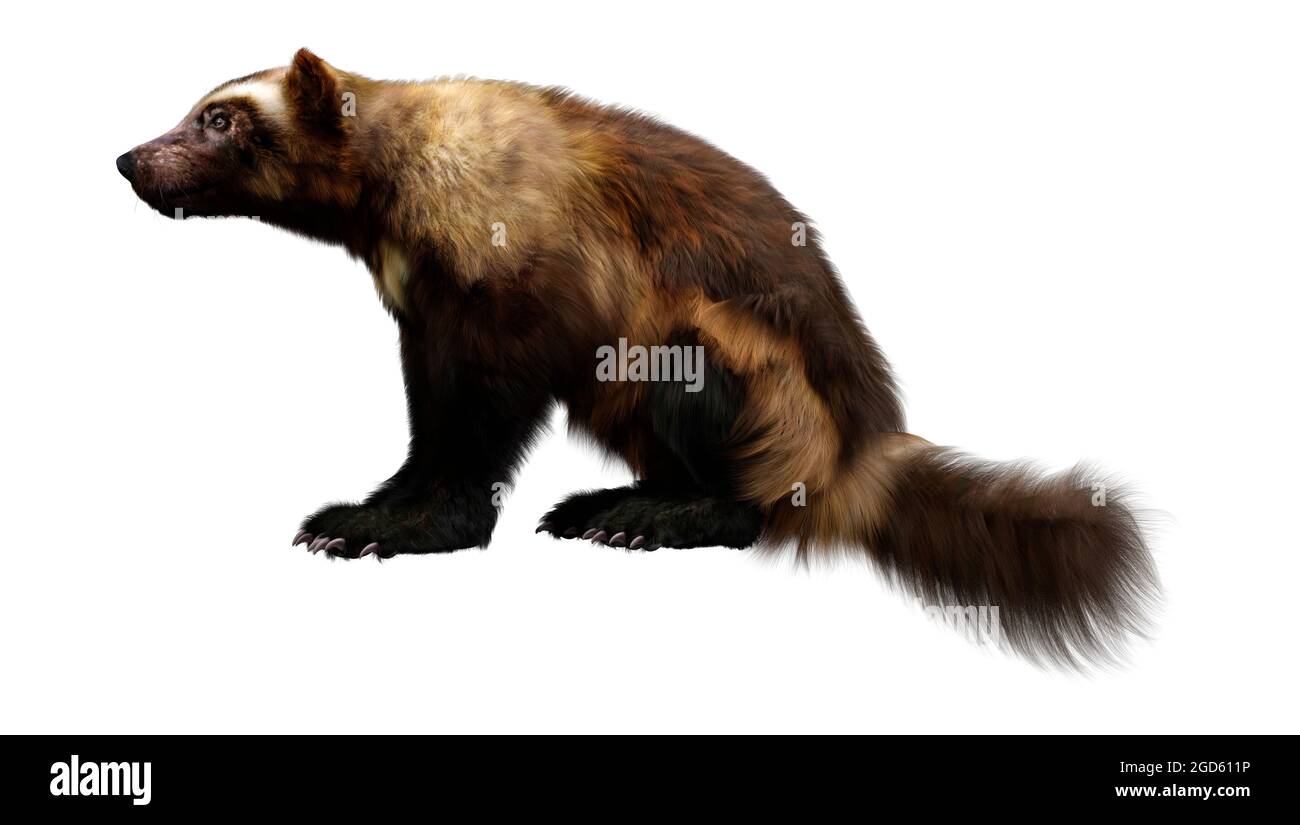 Detail Wolverine Render Nomer 28
