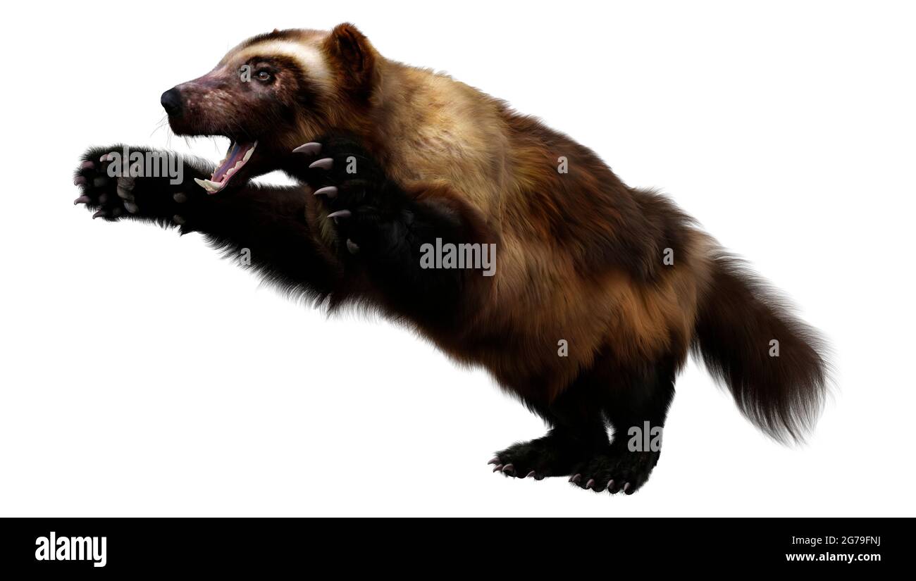 Detail Wolverine Render Nomer 37