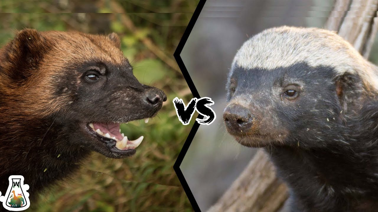 Wolverine Vs Honey Badger Video - KibrisPDR