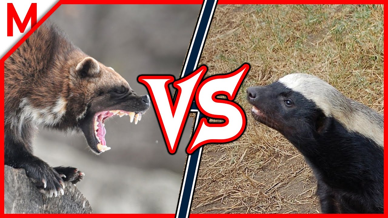 Detail Wolverine Vs Honey Badger Video Nomer 2