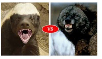 Detail Wolverine Vs Honey Badger Video Nomer 15