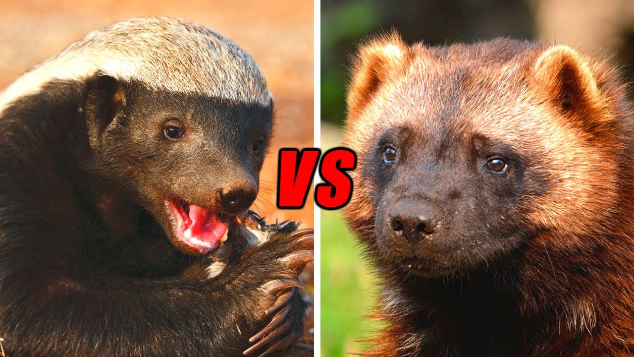 Detail Wolverine Vs Honey Badger Video Nomer 3