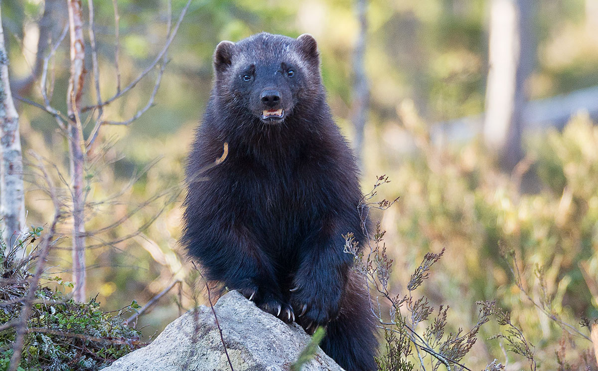 Detail Wolverine Vs Honey Badger Video Nomer 40