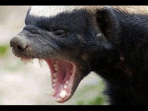 Detail Wolverine Vs Honey Badger Video Nomer 50