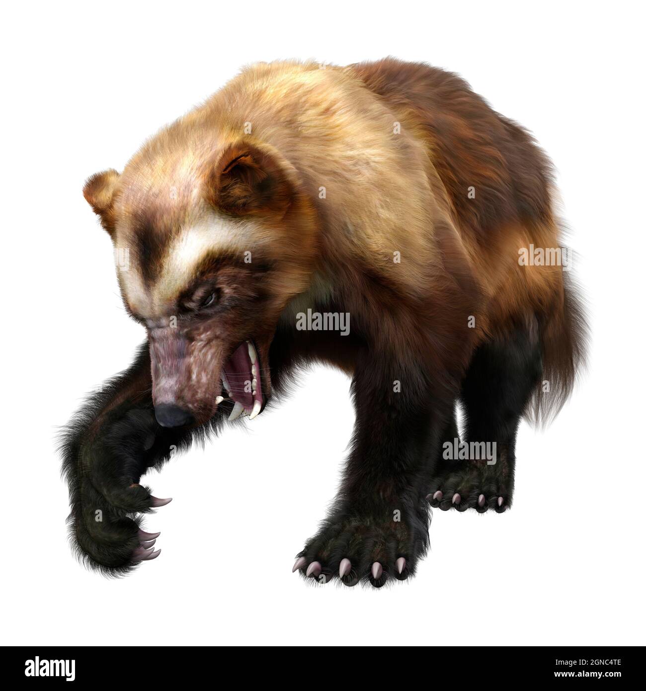 Detail Wolverine White Background Nomer 42