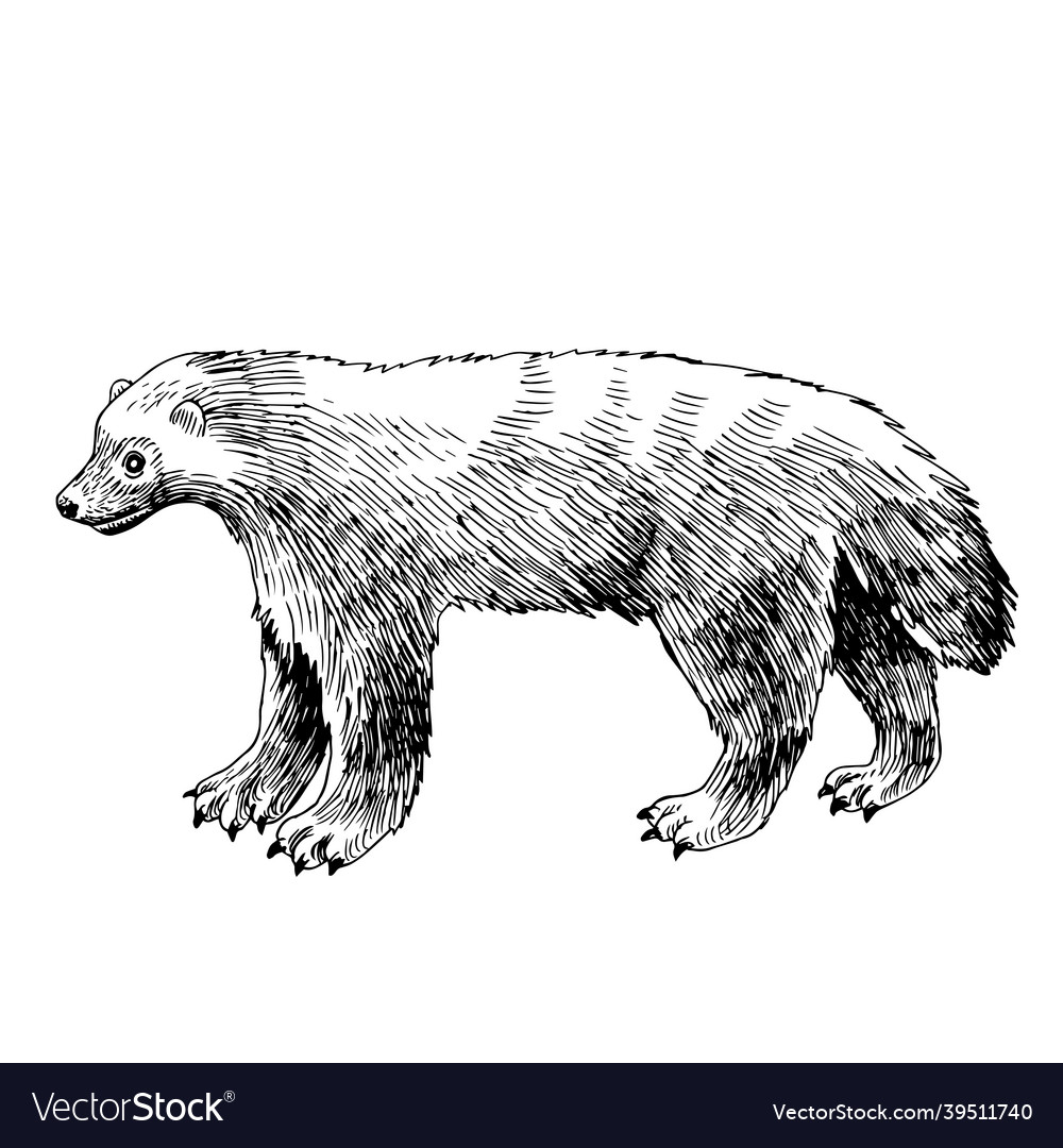 Detail Wolverine White Background Nomer 54