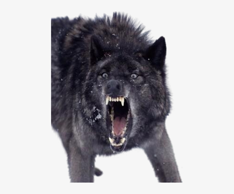 Download Wolves Png Nomer 48