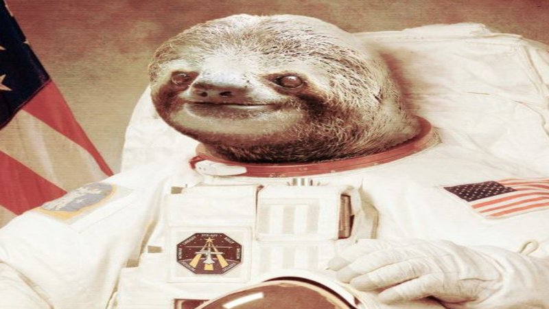 Detail Sloth Astronaut High Resolution Nomer 7
