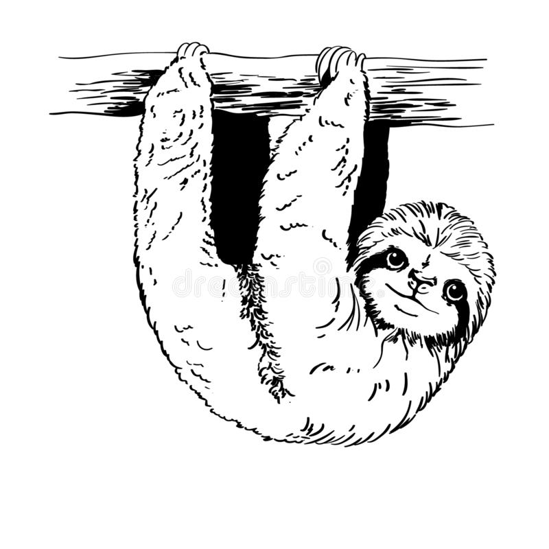 Detail Sloth Black And White Clipart Nomer 45