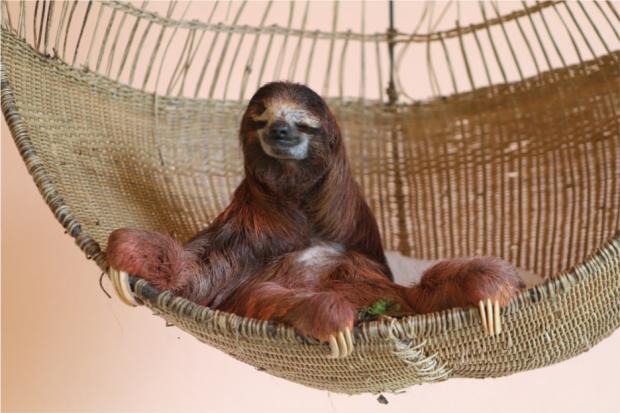 Detail Sloth Hammock Nomer 10