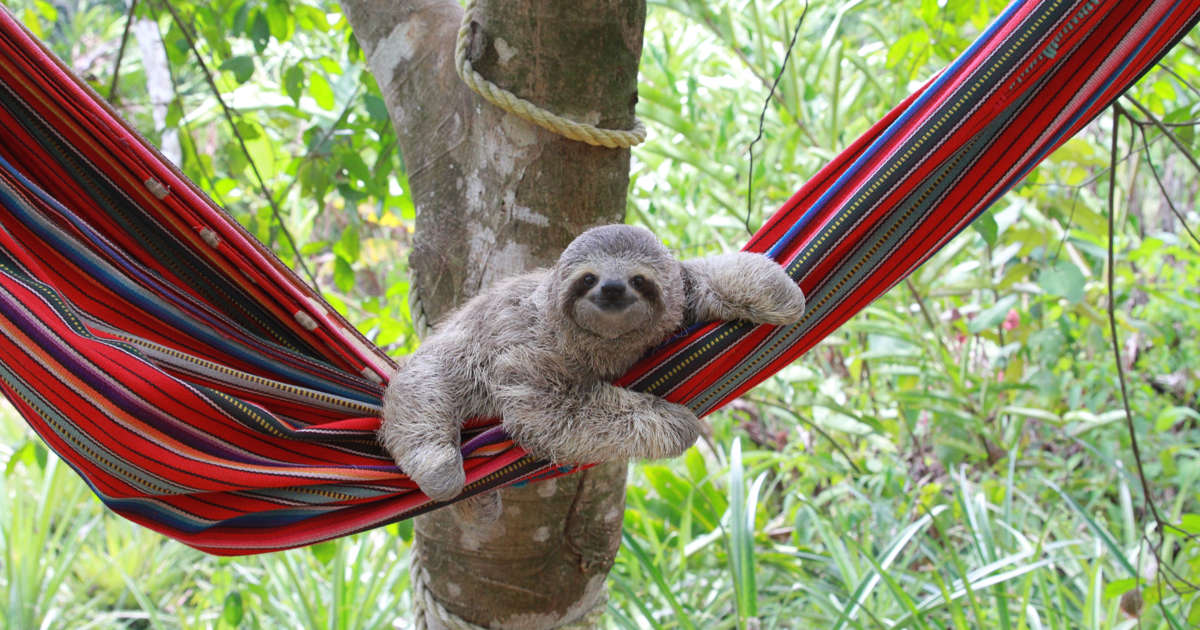 Detail Sloth Hammock Nomer 11