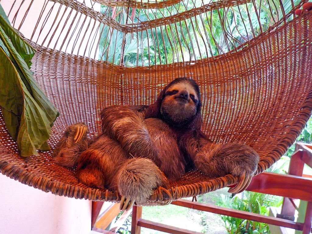 Detail Sloth Hammock Nomer 13