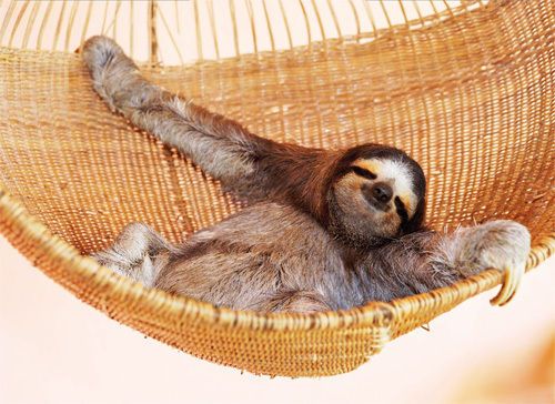 Detail Sloth Hammock Nomer 3