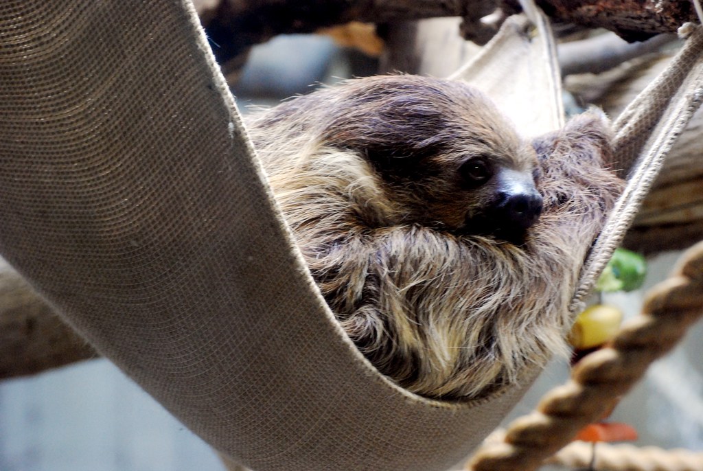 Detail Sloth Hammock Nomer 20
