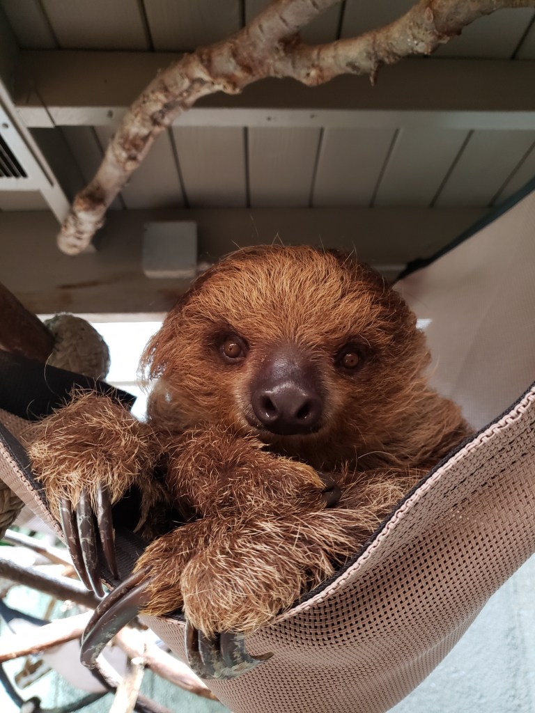 Detail Sloth Hammock Nomer 34
