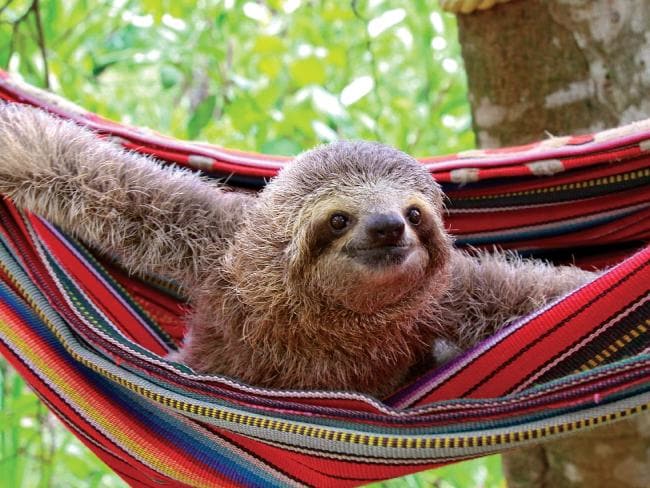 Detail Sloth Hammock Nomer 41