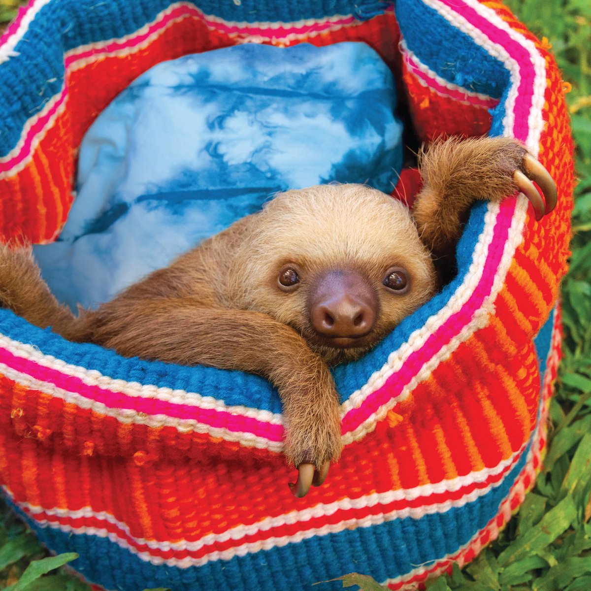 Detail Sloth Hammock Nomer 53