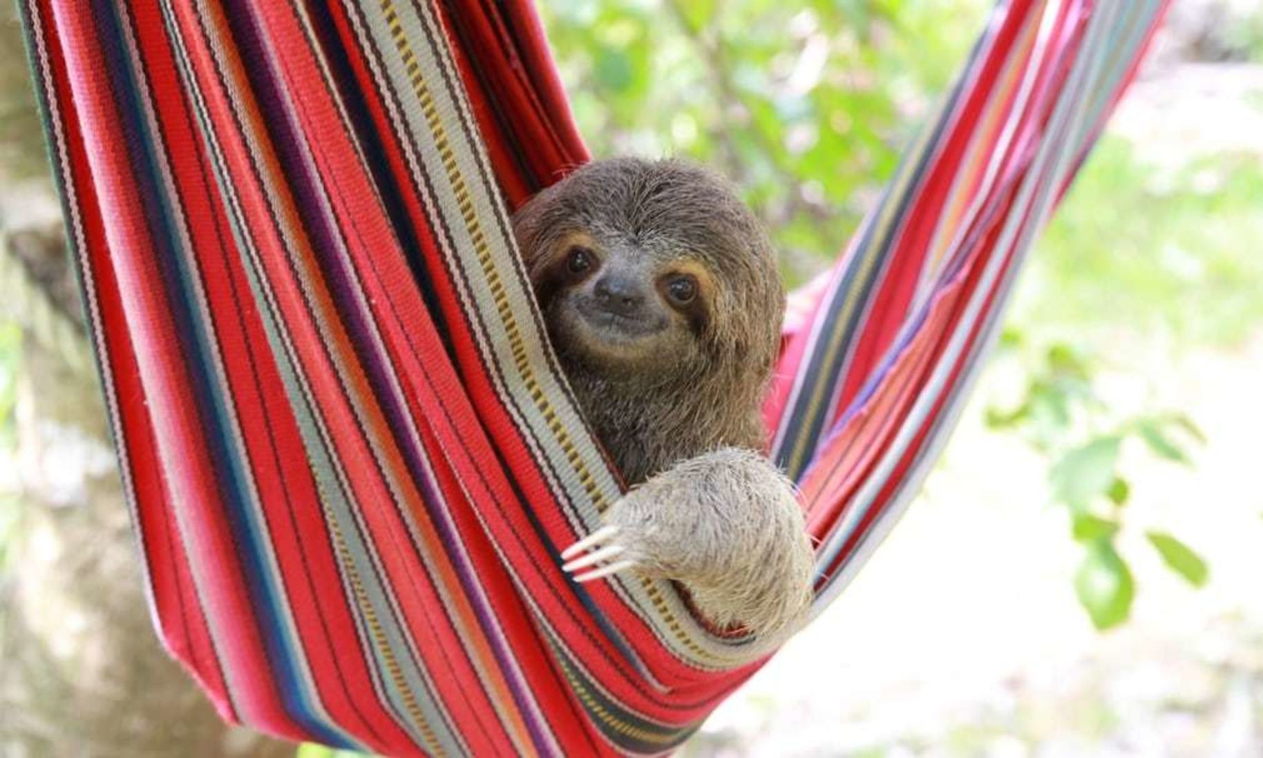 Detail Sloth Hammock Nomer 8