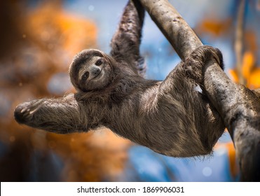 Detail Sloth Images Free Nomer 15