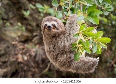 Detail Sloth Images Free Nomer 16