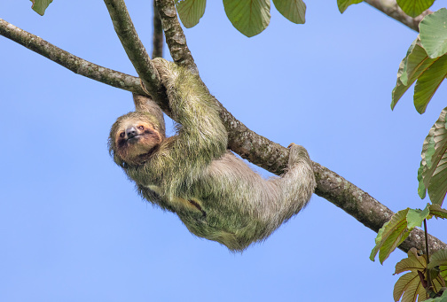 Detail Sloth Images Free Nomer 25