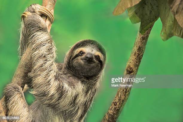Detail Sloth Images Free Nomer 47