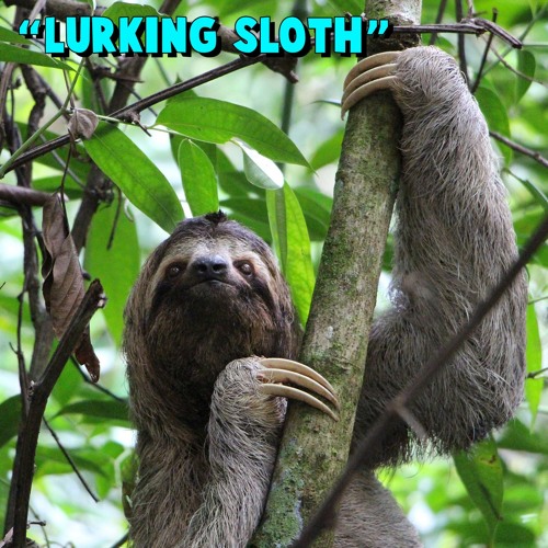 Detail Sloth Images Free Nomer 53