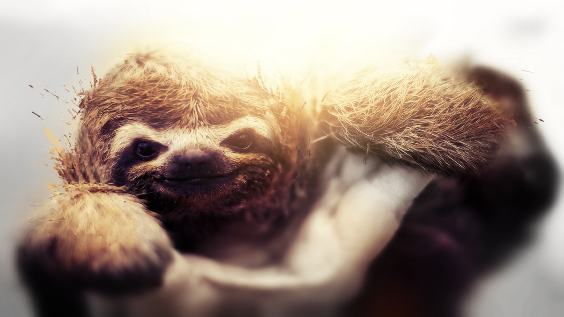 Detail Sloth Iphone Wallpaper Nomer 50