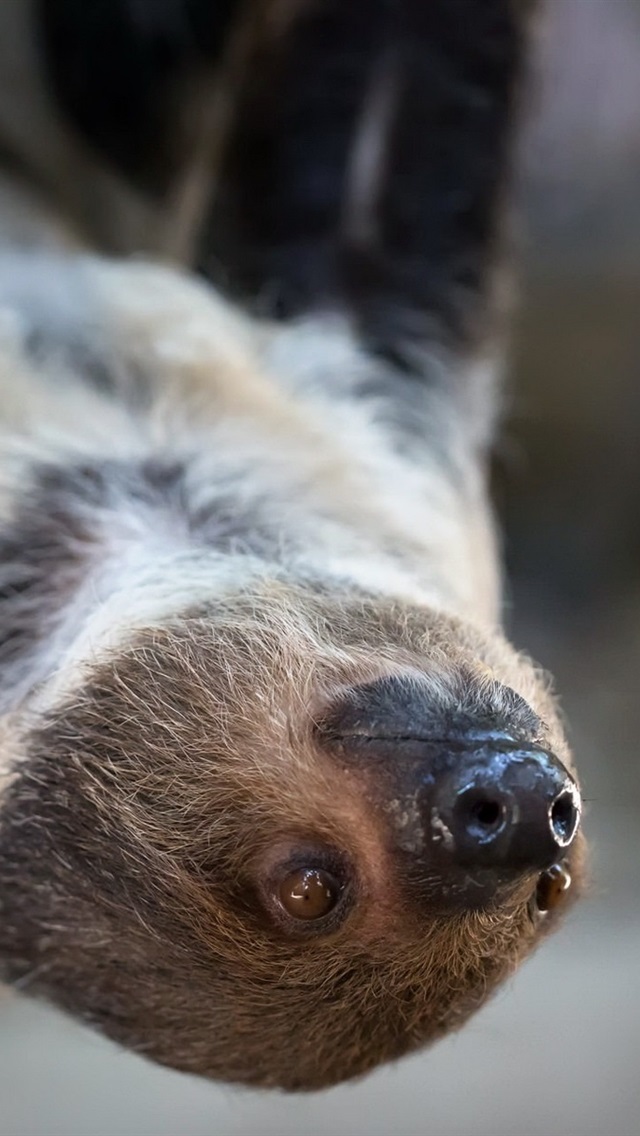 Detail Sloth Iphone Wallpaper Nomer 57