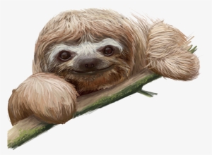 Detail Sloth No Background Nomer 12