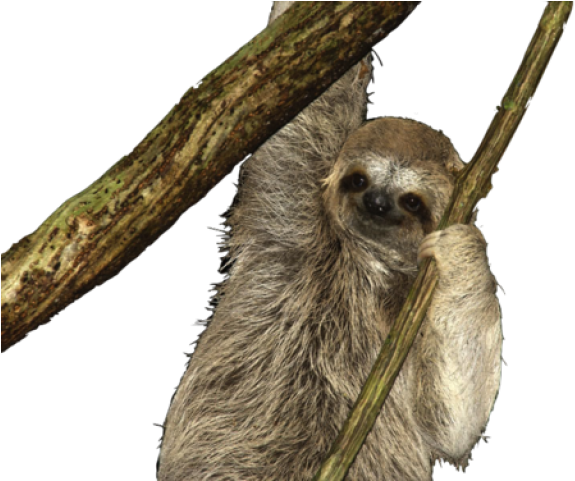 Detail Sloth No Background Nomer 21