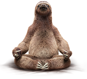 Detail Sloth No Background Nomer 27