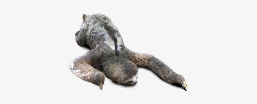 Detail Sloth No Background Nomer 32