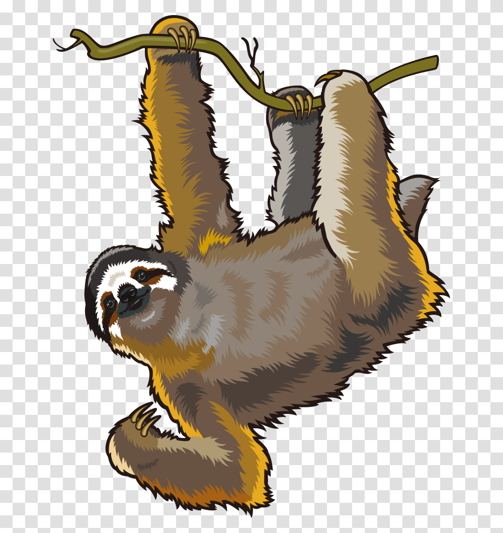 Detail Sloth No Background Nomer 33