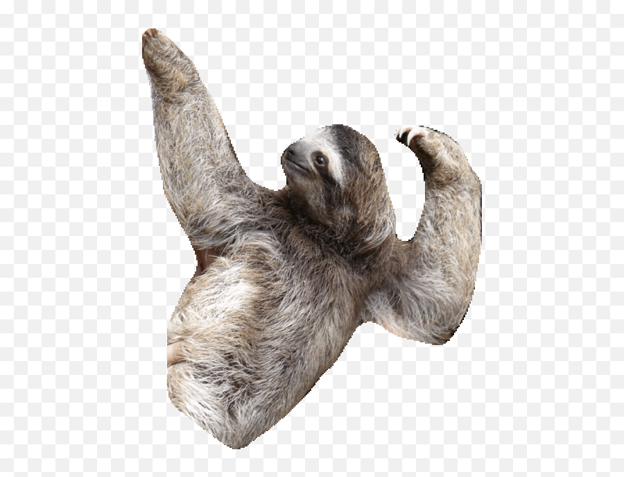 Detail Sloth No Background Nomer 39