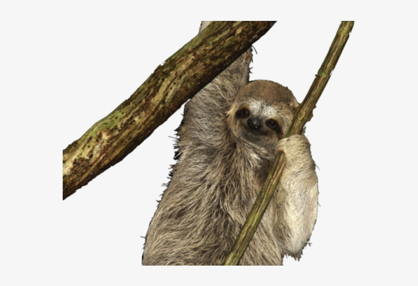 Detail Sloth No Background Nomer 52