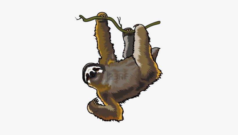 Detail Sloth No Background Nomer 54