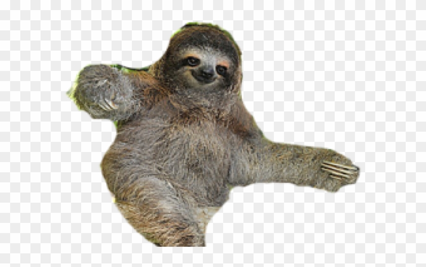 Detail Sloth No Background Nomer 6